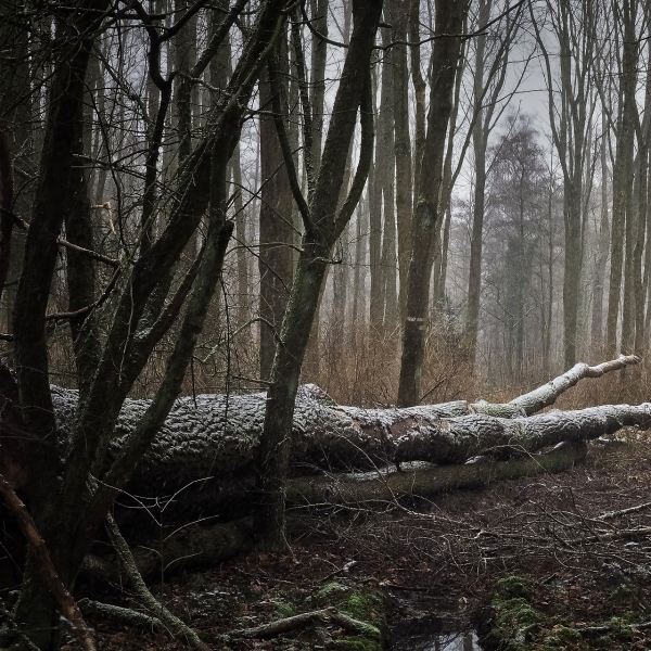 Illustration représentant une forêt d'arbres morts